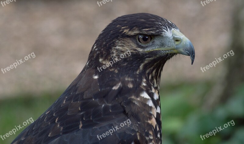 Black-chested Buzzard-eagle Geranoaetus Melanoleucus Eagle Black-chested Buzzard-eagle