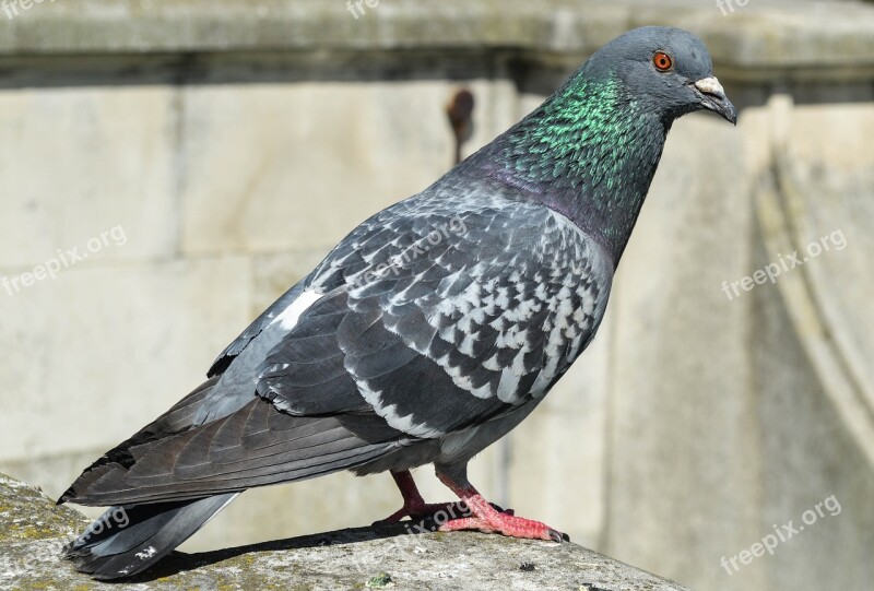 Bird Pigeon Animal City Feral