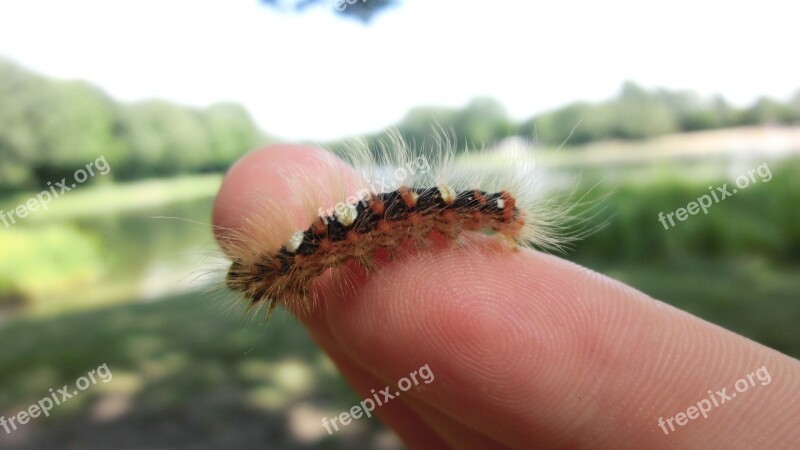 Caterpillar Small Animal Insect Hair Hairy