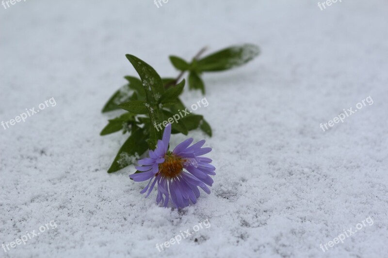 Flower In The Snow The First Snow September Free Photos