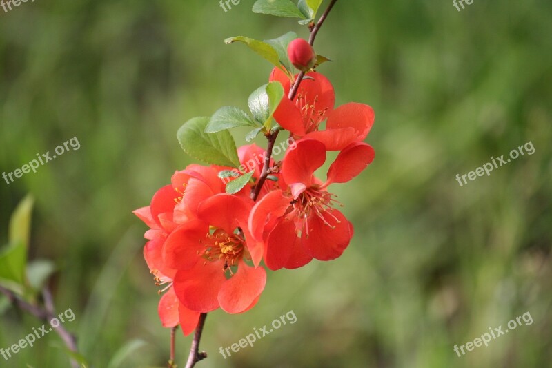 Dacha Flower Flowers Nature Garden