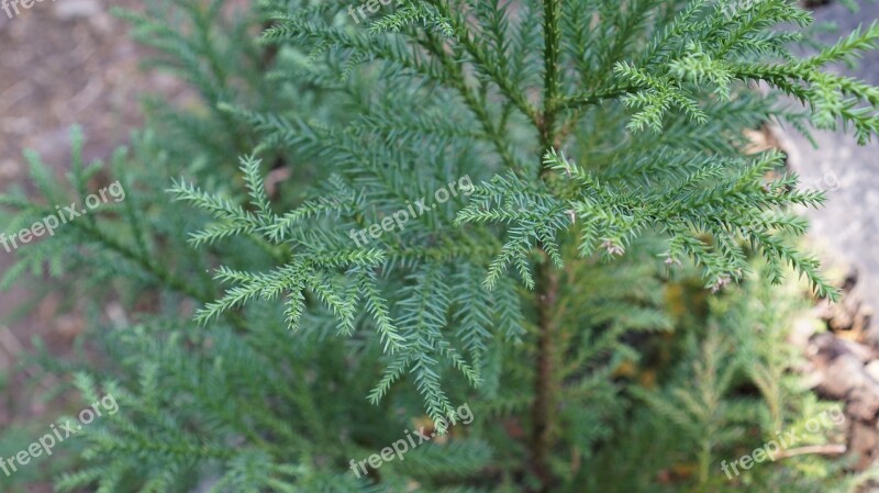 Wood Green Natural Fresh Green Leaf