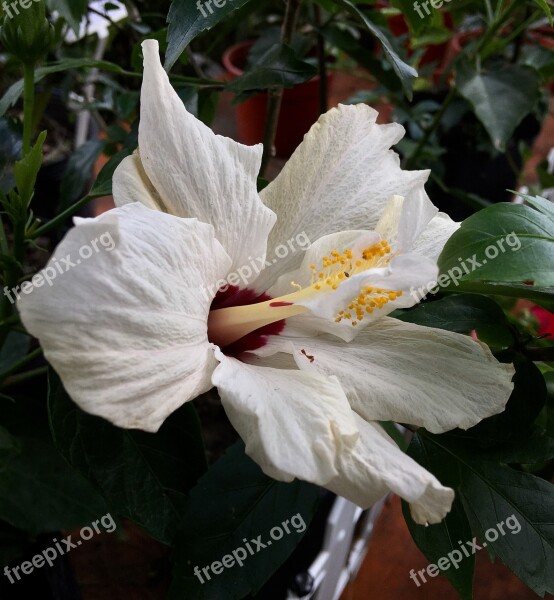 Hibiscus White White Flower Garden Ibisco White Flowers