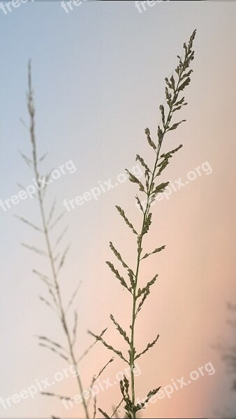 Grass Flower Evening Close Up Free Photos