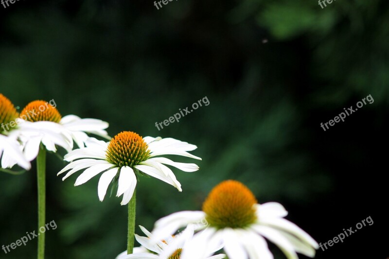 State Garden Show Blossom Bloom Nature Flower