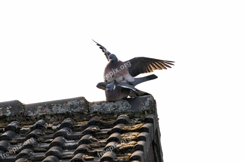 Pigeons Birds Bird Feather Nature