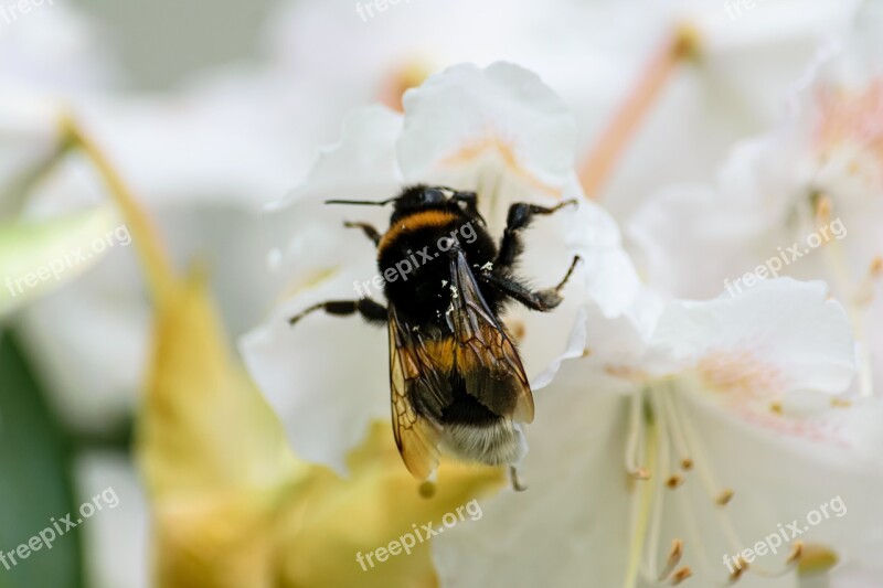 Hummel Insect Blossom Bloom Flower