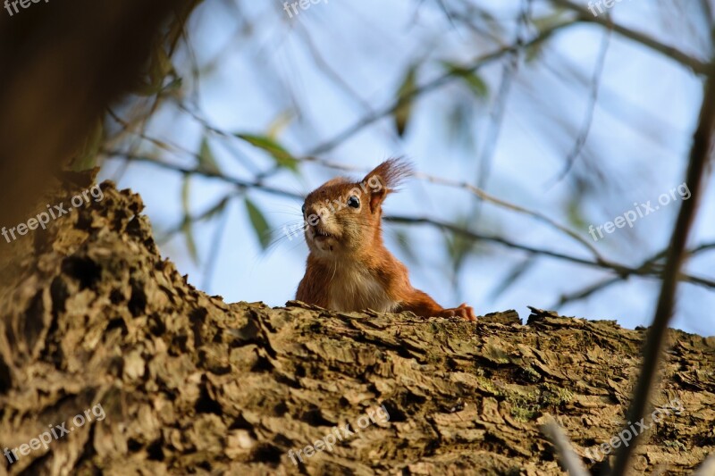 Squirrel Nature Animal Forest Rodent