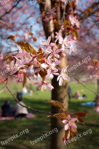 Cherry Cherry Tree Pink Flower Bloom