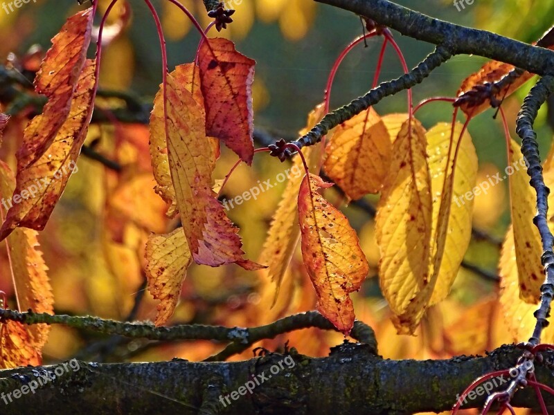 Autumn Leaves Colorful Golden Autumn Nature