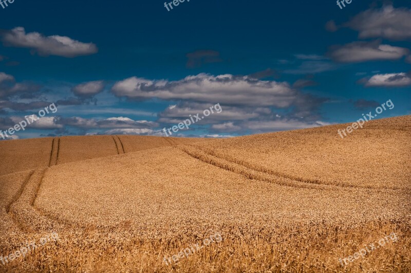 Grain Summer Field Lany Nature