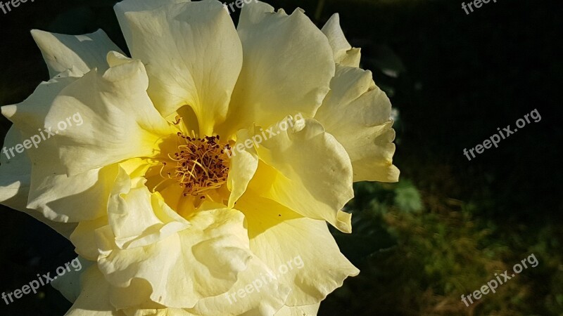 Rose Boxer Shorts Yellow Flower Free Photos