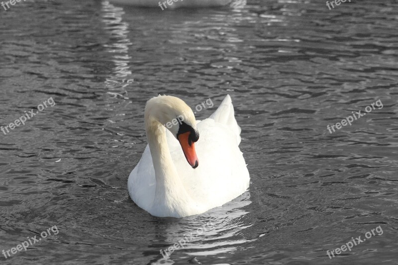 Swan Black White Water London