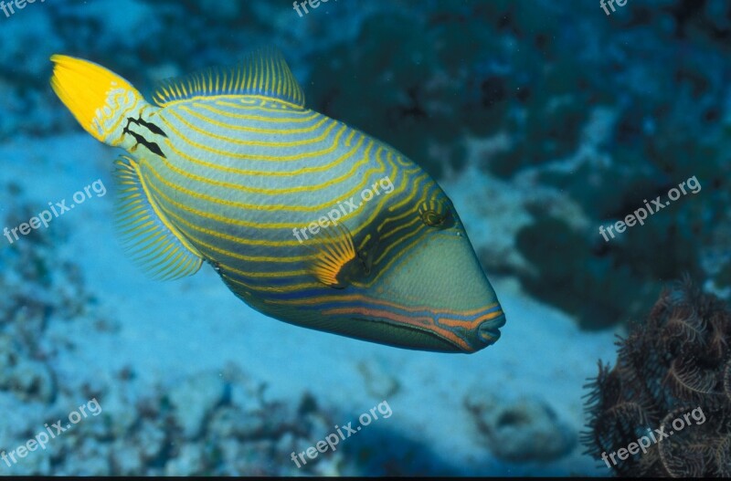 Triggerfish Maldives Island Vacations Atoll