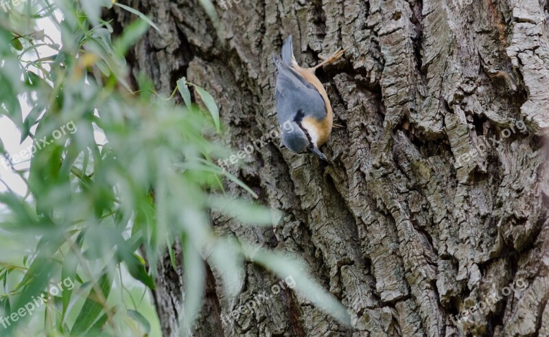 Kleiber Bird Nature Foraging Birds