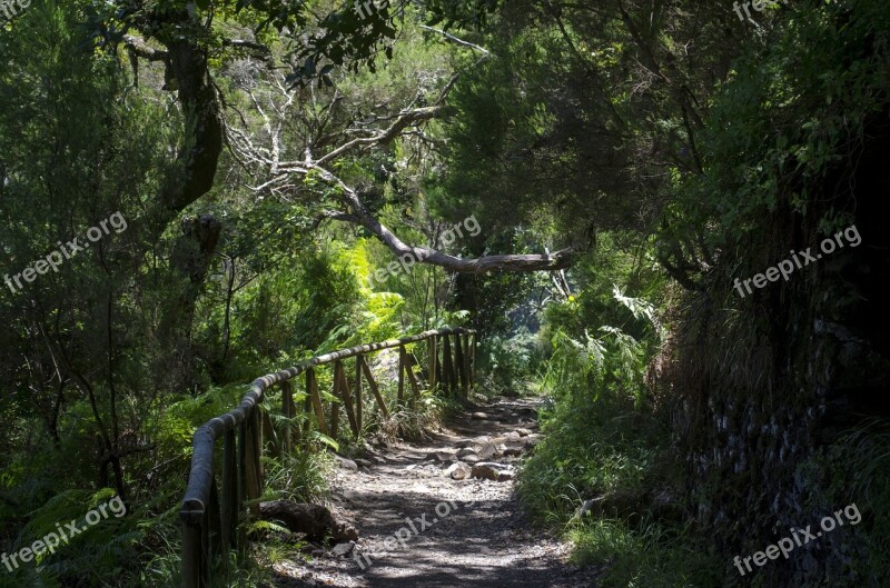 Madera Lewady Vegetation Nature Landscape