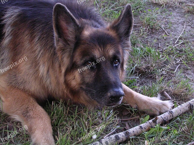 Wolfhound Dog Regardless Of Whether The Guard Dog Pets