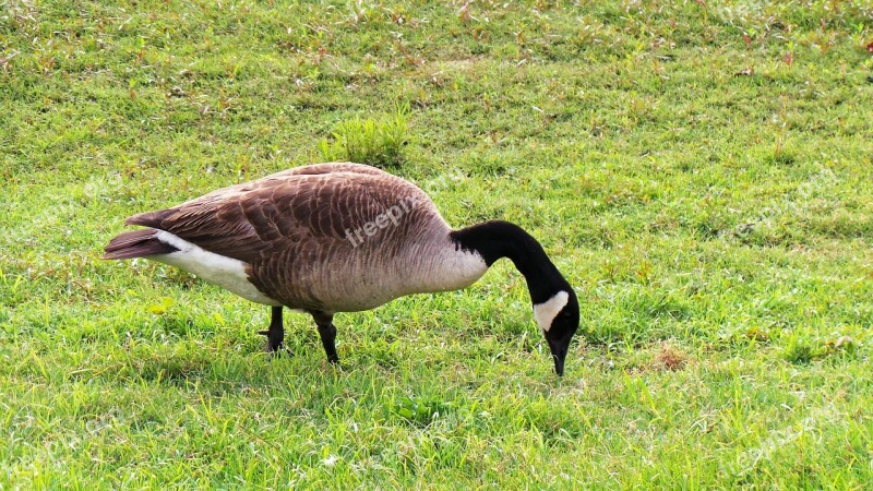 Geese Migratory Birds Birds Feed Search Free Photos