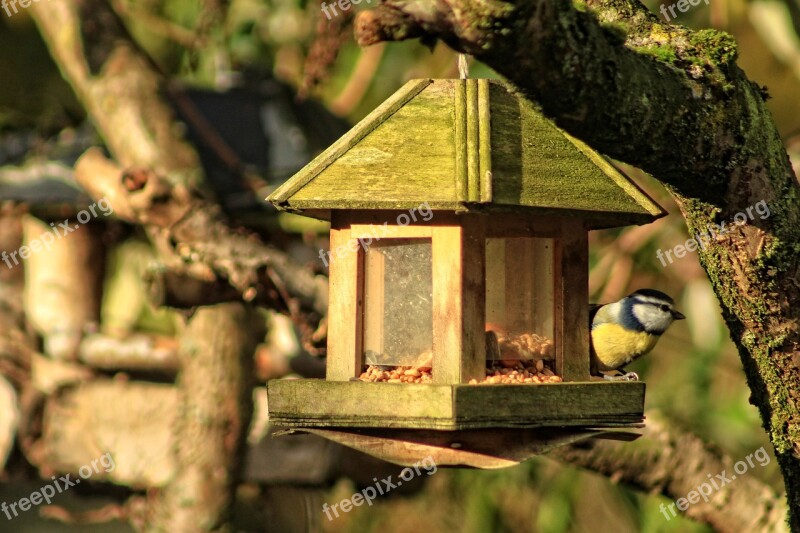 Birds Tit Manger Fall Bird Feeder