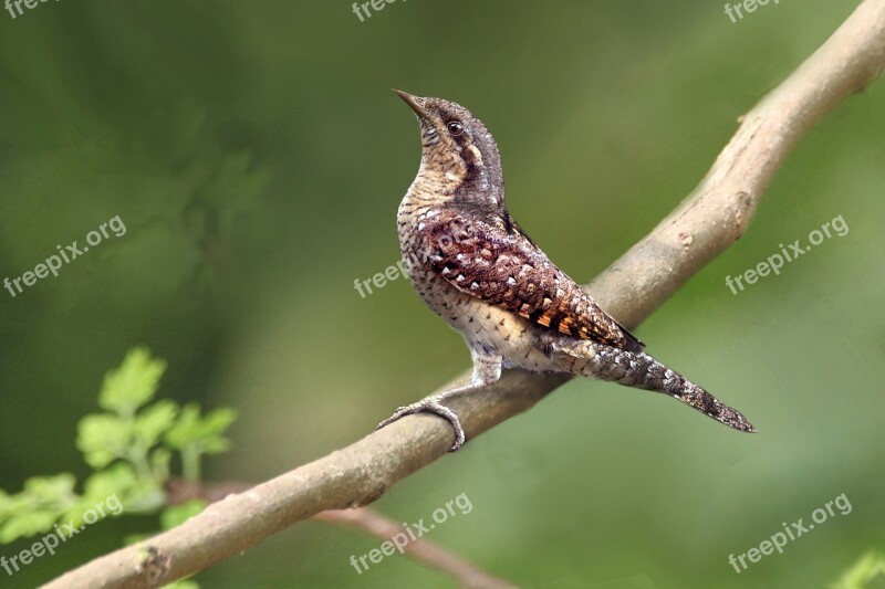 Wood Birds Leaf Special Wild