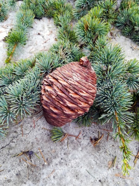 Pine Cone Pine Tree Nature Forest