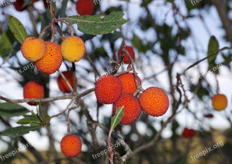 Fruits Wild Berries Plants Nature