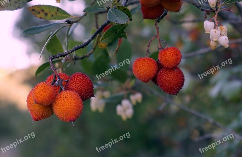 Fruits Wild Berries Nature Red