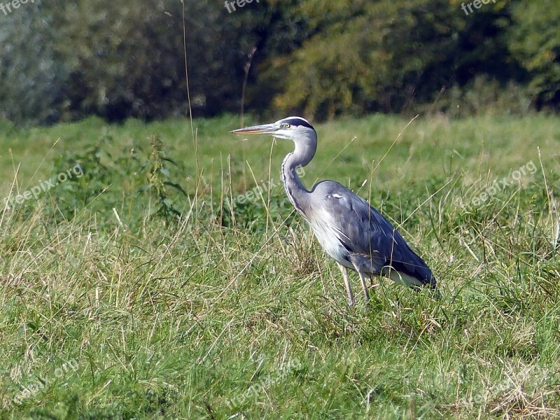 Grey Heron Bird Heron Pond Nature