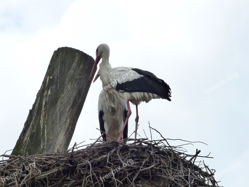 Bird Nature Storks Animals Rattle Stork