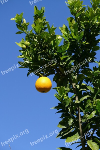 Orange Zuidvrucht Fruit Sap Vitamins