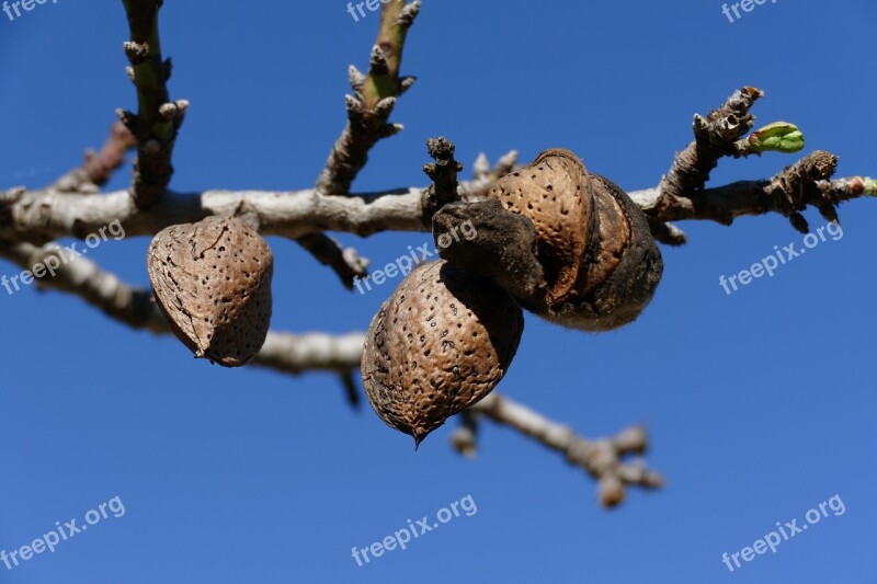 Nut Almond Almond Tree Fruit Tree Fruit