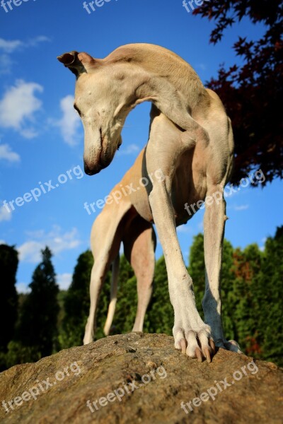 Galgo Paw Perspective Free Photos