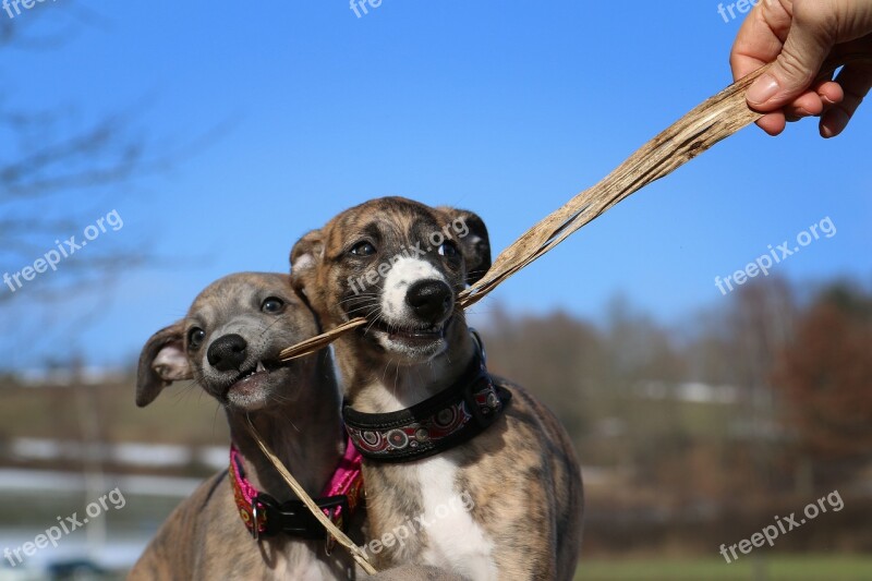 Whippet Puppies Greyhound Free Photos