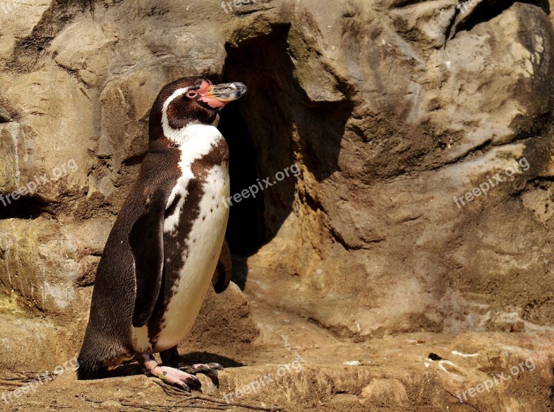 Penguin Animal Animal World Water Bird Bill