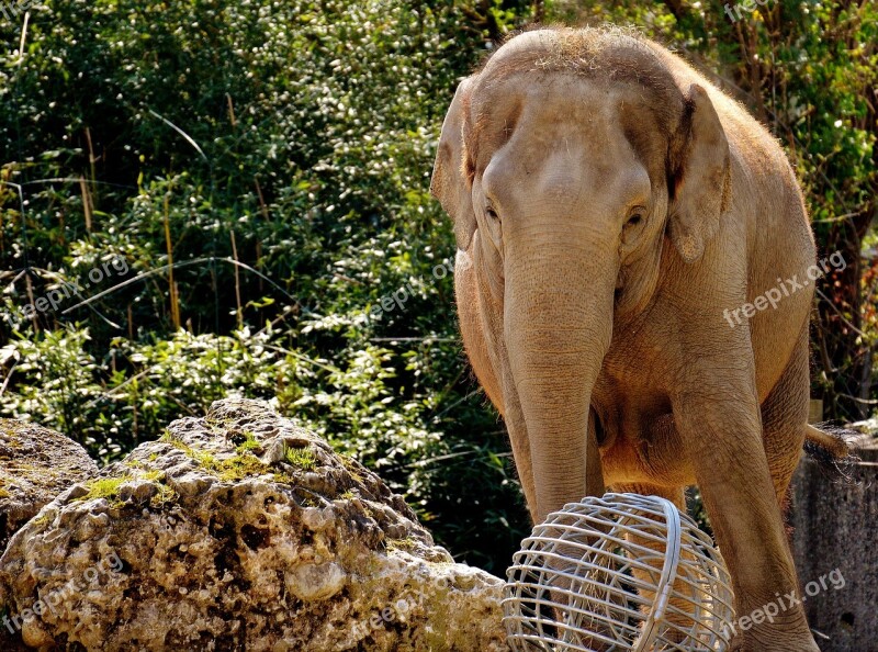 Elephant Pachyderm Animal Animal Portrait Africa