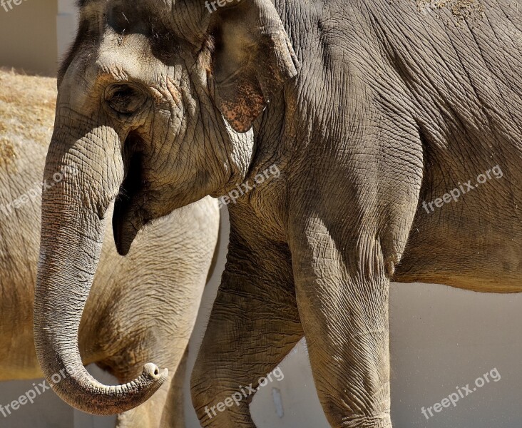 Elephant Proboscis Pachyderm Animal Animal Portrait