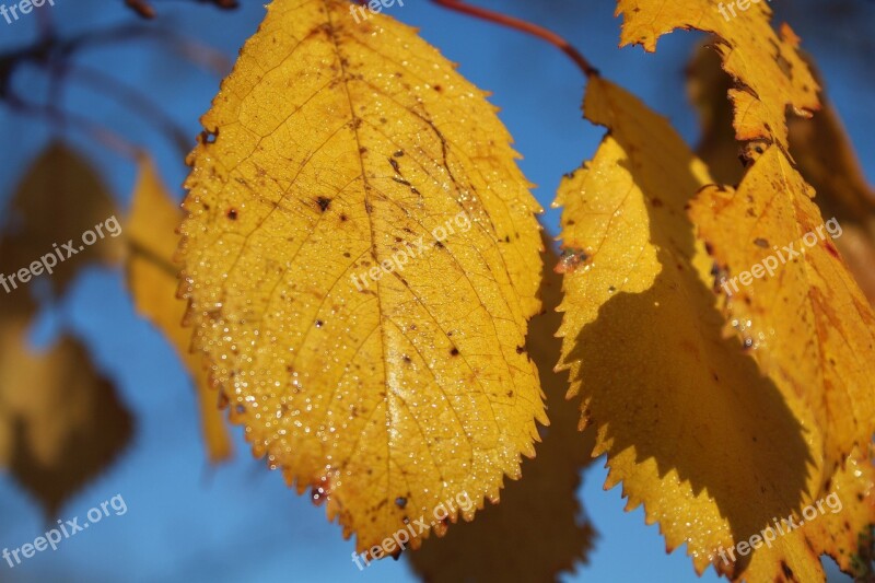 Yellow Leaves Autumn Autumn Gold Gold Collapse