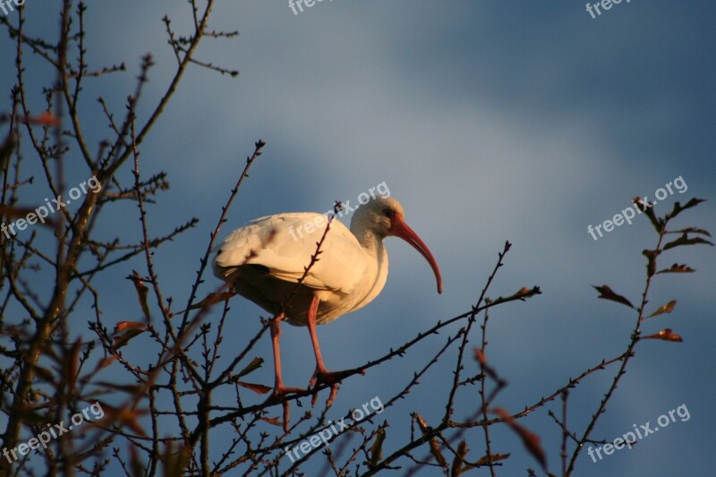 Ibis Low-country Birds Water Birds Coastal Birds Free Photos