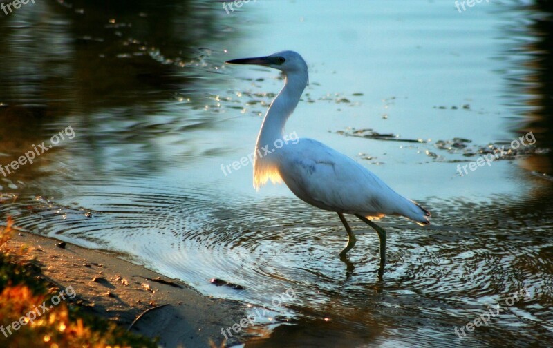 Water Birds Coastal Birds Low-country Birds Sc Birds Egret