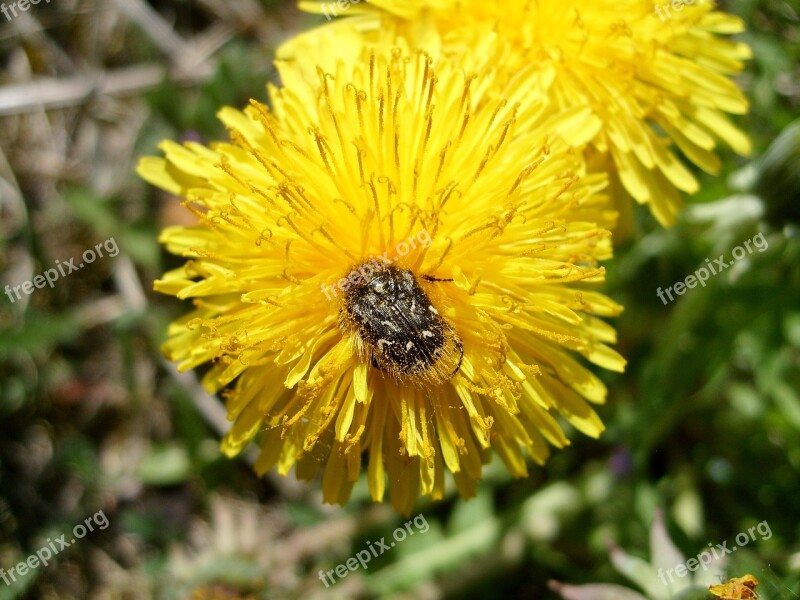 Flower Nuns Plant Spring Insect