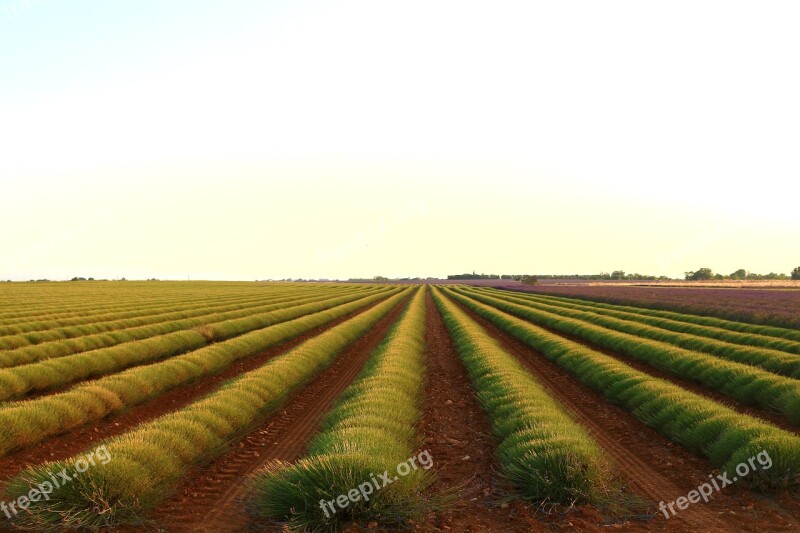 Fields Green Earth Green Fields Free Photos