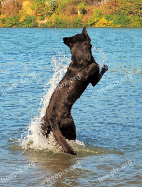 Dog Black Labrador Game River Animal