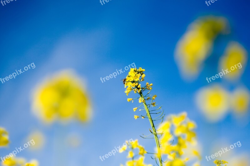 Rapeseed Plant Spring The Cultivation Of Yellow