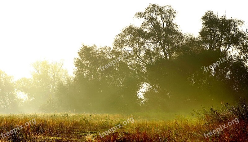 Gold Glitter Sunrise Brightness Fields Forests