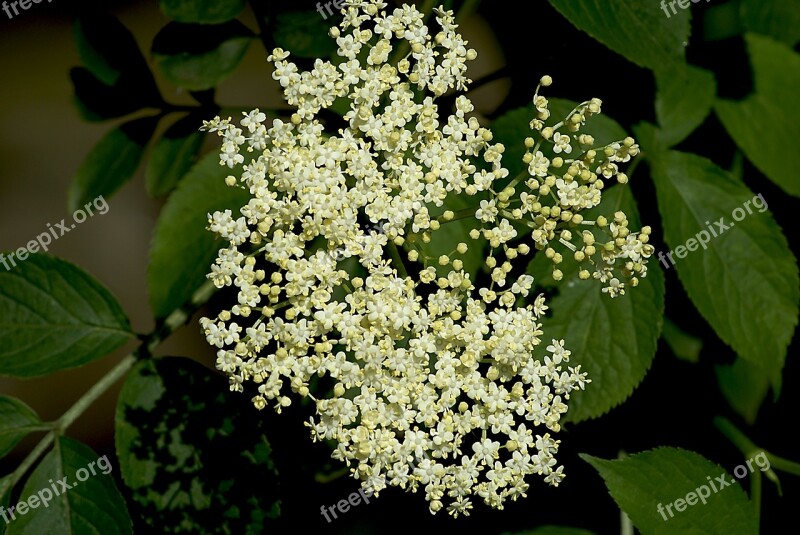 Wild Without Flowers Nature Flowering Wildflower