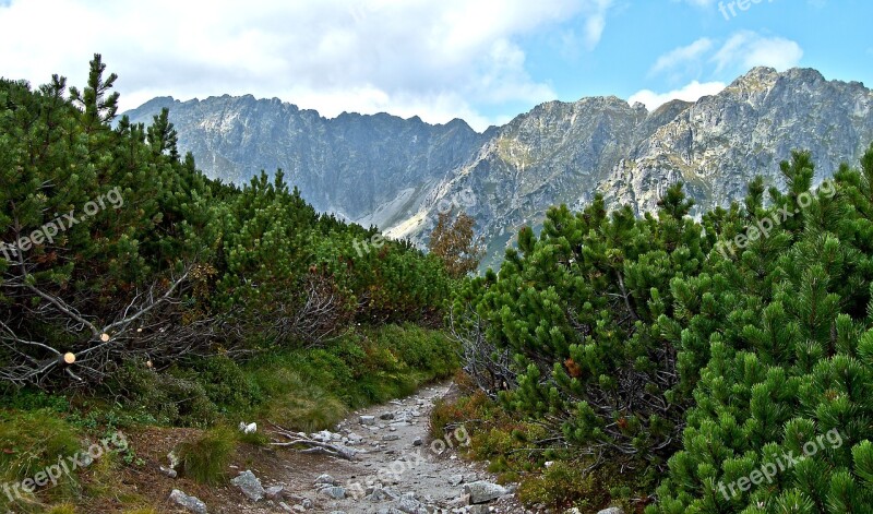 Mountains Tatry Kosówka Mountain Pine Trail