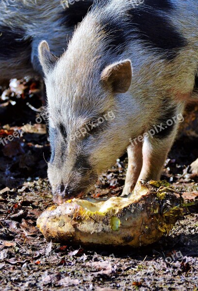 Pot Bellied Pig Pig Piglet Young Animal Sow