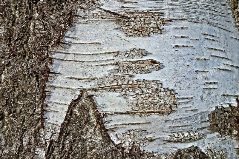 Tree Birch Tree Birch Trunk Bark