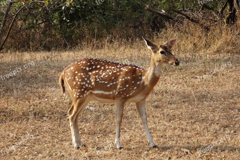 Spotted Deer Chital Doe Female Axis Axis