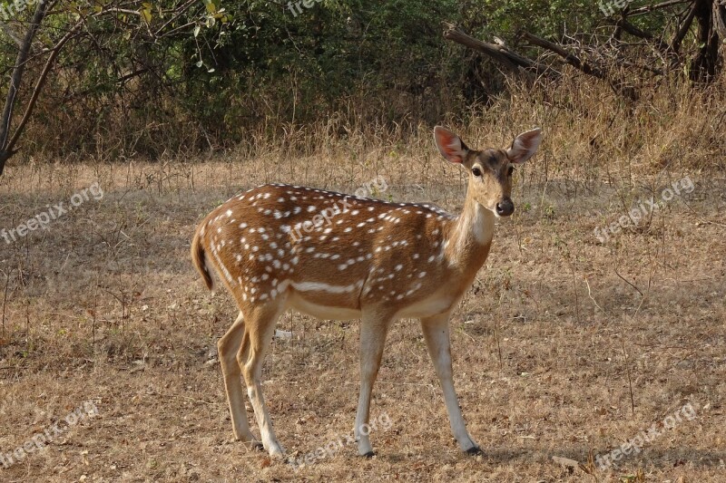 Spotted Deer Chital Doe Female Axis Axis